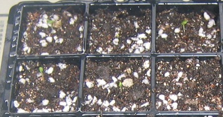 �ﲥҲ���......P13