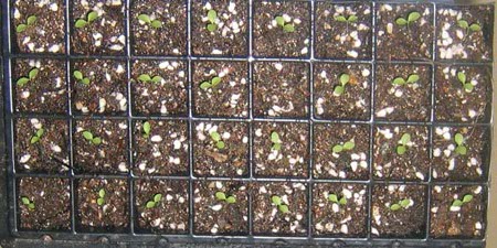 �ﲥҲ���......P13