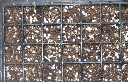 �ﲥҲ���......P13