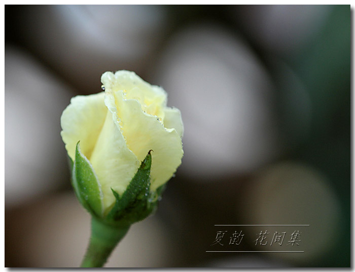 ���伯----�ҵ��¼���԰(�У�3���£�