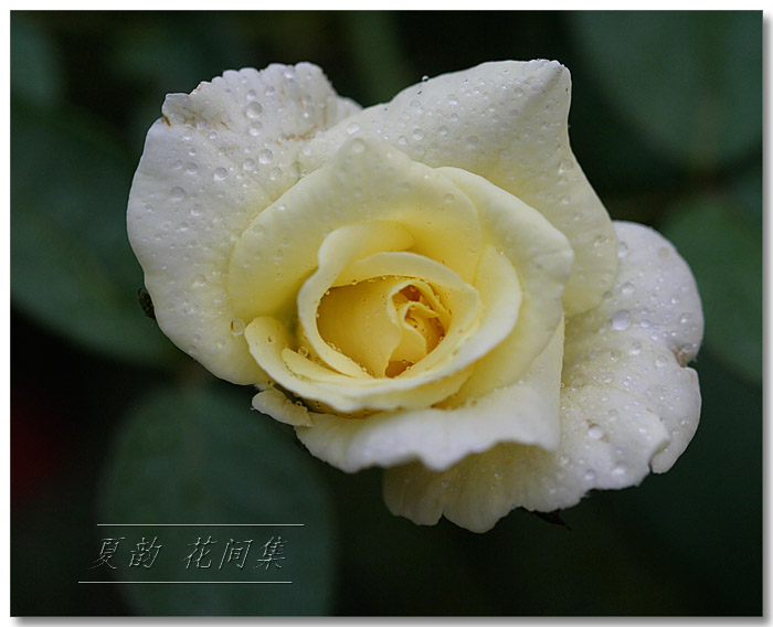 ���伯----�ҵ��¼���԰(�У�3���£�