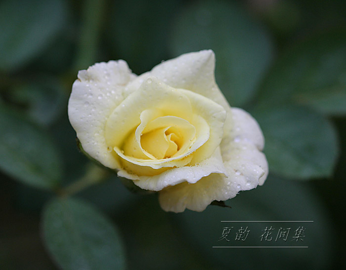 ���伯----�ҵ��¼���԰(�У�3���£�