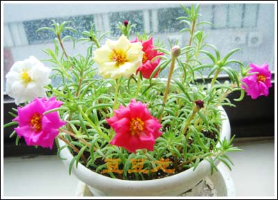 �ҵ��Ĳ�(7���ŵ���۹�, ��ʹ����ѿ��)