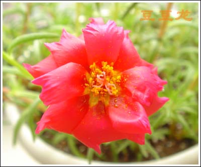 �ҵ��Ĳ�(7���ŵ���۹�, ��ʹ����ѿ��)