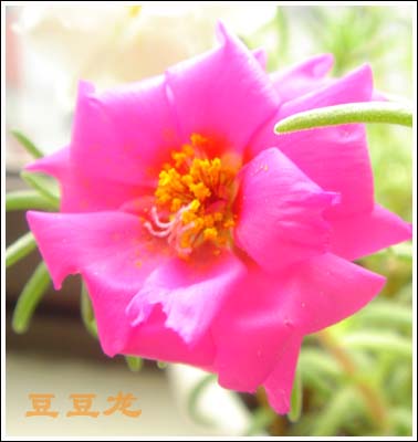 �ҵ��Ĳ�(7���ŵ���۹�, ��ʹ����ѿ��)