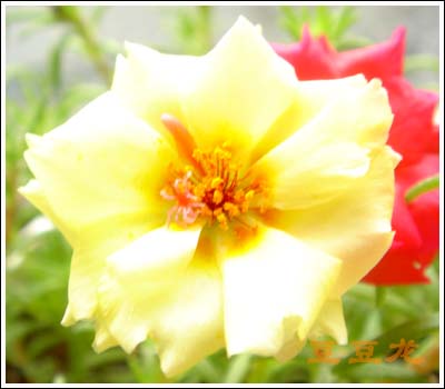 �ҵ��Ĳ�(7���ŵ���۹�, ��ʹ����ѿ��)