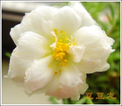 �ҵ��Ĳ�(7���ŵ���۹�, ��ʹ����ѿ��)