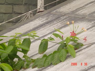 ���ĵĻ�(15ҳ����)