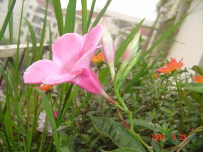 ���ĵĻ�(ʹ���ӿ���16ҳ)