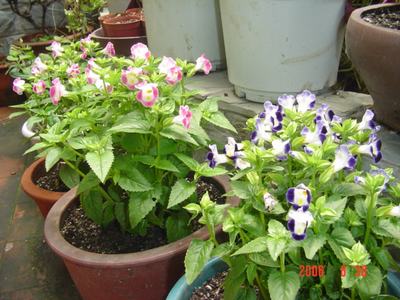 ���ĵĻ�(ʹ���ӿ���16ҳ)