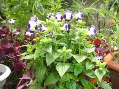 ���ĵĻ�(ʹ���ӿ���16ҳ)