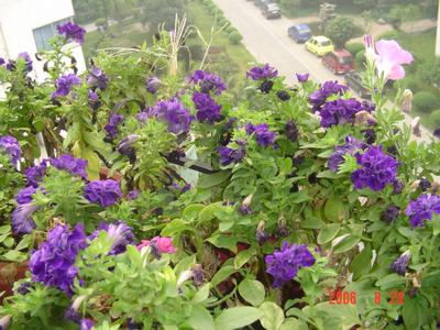 ���ĵĻ�(ʹ���ӿ���16ҳ)