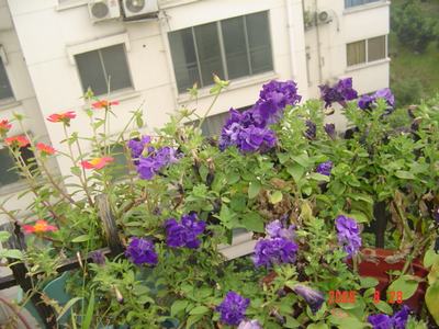 ���ĵĻ�(ʹ���ӿ���16ҳ)