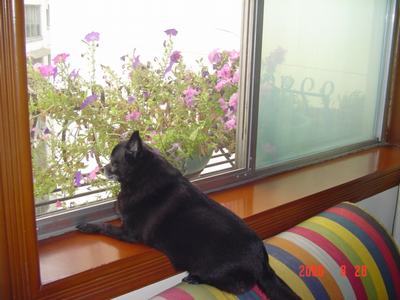 ���ĵĻ�(ʹ���ӿ���16ҳ)