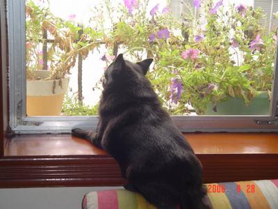 ���ĵĻ�(ʹ���ӿ���16ҳ)