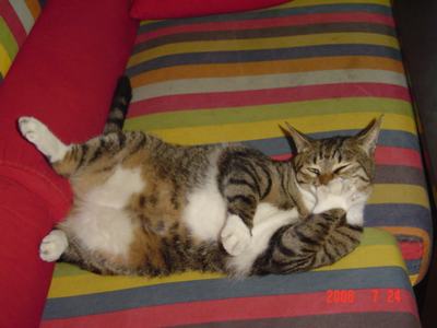 ���ĵĻ�(ʹ���ӿ���16ҳ)