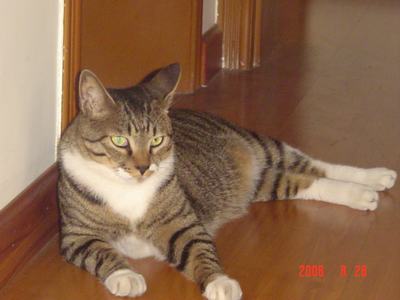 ���ĵĻ�(ʹ���ӿ���16ҳ)