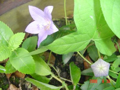 ���ĵĻ�(ʹ���ӿ���16ҳ)