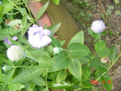 ���ĵĻ�(ʹ���ӿ���16ҳ)