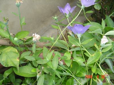 ���ĵĻ�(ʹ���ӿ���16ҳ)