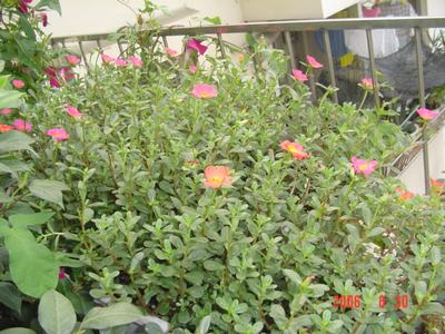 ���ĵĻ�(ʹ���ӿ���16ҳ)