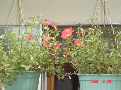 ���ĵĻ�(ʹ���ӿ���16ҳ)