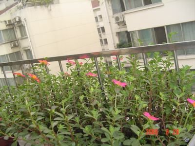 ���ĵĻ�(ʹ���ӿ���16ҳ)