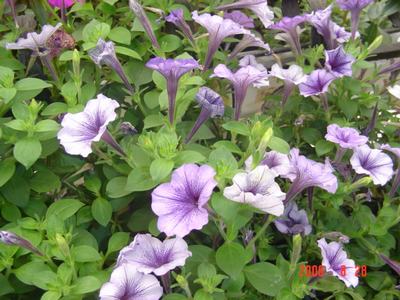 ���ĵĻ�(ʹ���ӿ���16ҳ)