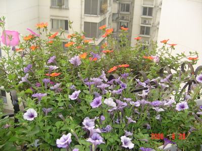 ���ĵĻ�(ʹ���ӿ���16ҳ)