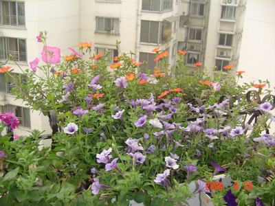 ���ĵĻ�(ʹ���ӿ���16ҳ)