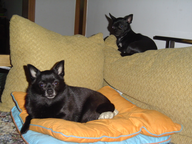 ���ĵĻ�(ʹ���ӿ���16ҳ)