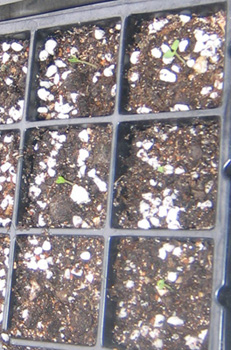 �ﲥҲ���......P13