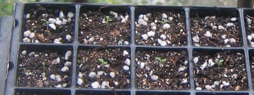 �ﲥҲ���......P13