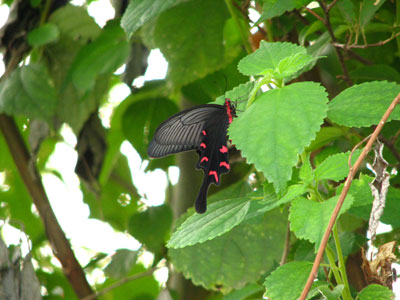 �����ҹ�