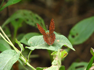 �����ҹ�