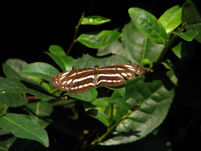 �����ҹ�