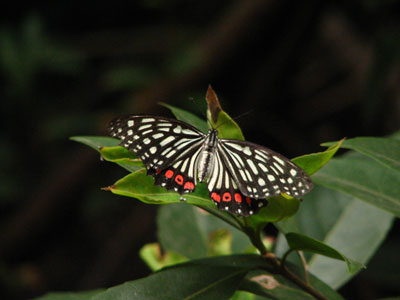 �����ҹ�