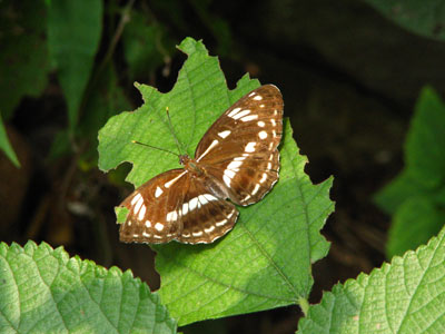 �����ҹ�