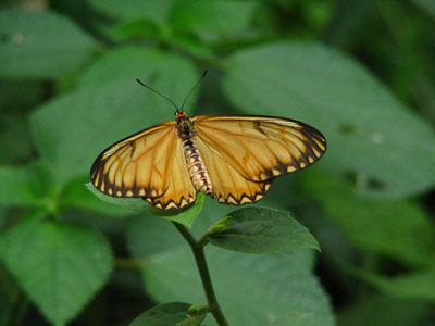 �����ҹ�