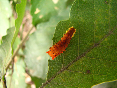 �����ҹ�