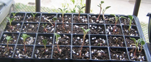 �ﲥҲ���......P13