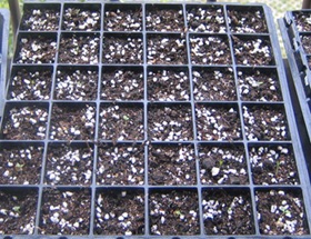 �ﲥҲ���......P13