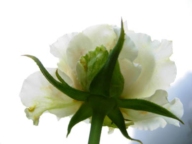 �Ҽҵ��¼�����ʲôƷ���أ�