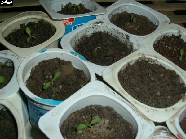 ���������ϻ���~