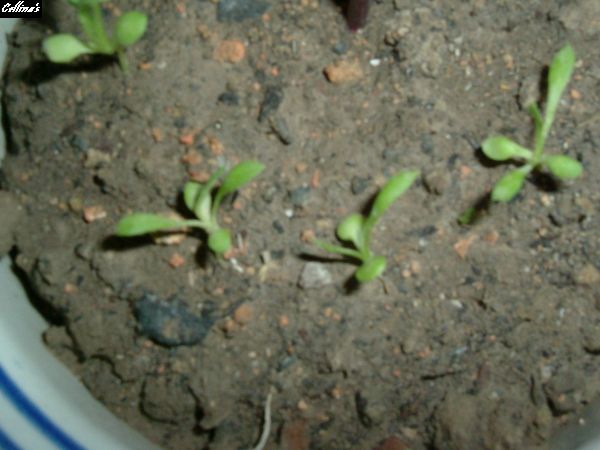 ���������ϻ���~