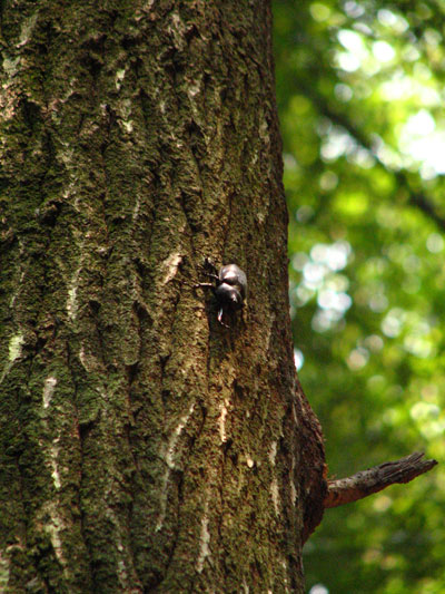 �����ҹ�