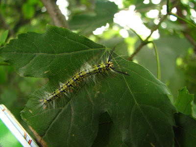 �����ҹ�