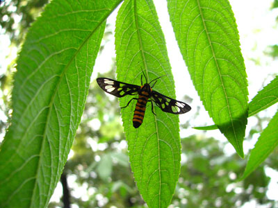 �����ҹ�