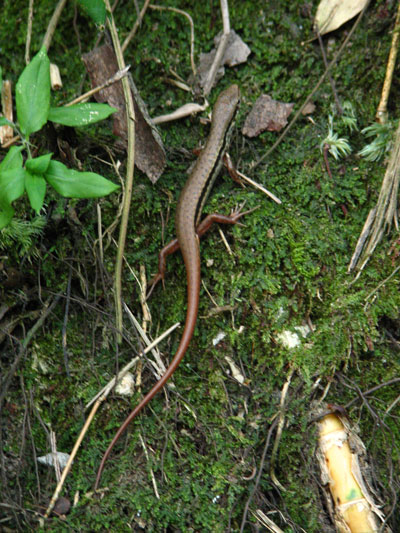 �����ҹ�