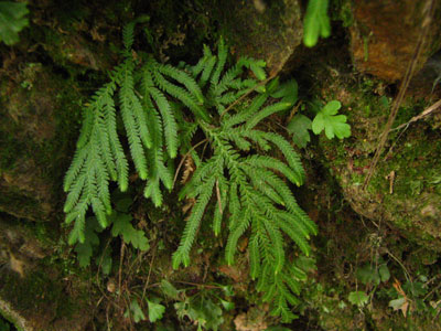 �����ҹ�